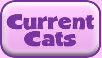 Current_cats