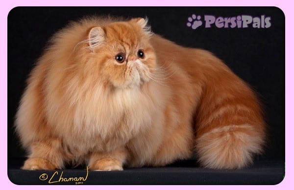 Persipals Sparks Fly Regional Winning Persian Cat