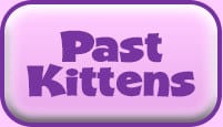 past_kittens