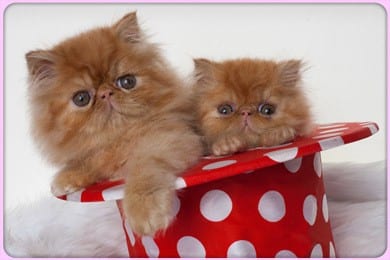 Persipals Cattery Persian Kittens in Los Angeles