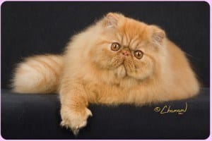 Persipals Grand Champion Persian Cats and Regional Award winning kittens in Los Angeles