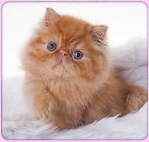 Red Tabby Persian Kitten from Persipals Cattery in Los Angeles